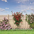 Climbing Vines With Colorful Flowers On Wooden Fence And Green Grass Under Blue Sky