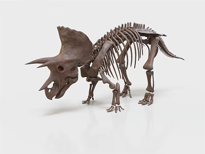 Professional Orthopedic Medical Device Anatomical Skeletal Model for Clinical Training 3d model