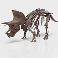 Professional Orthopedic Medical Device Anatomical Skeletal Model for Clinical Training