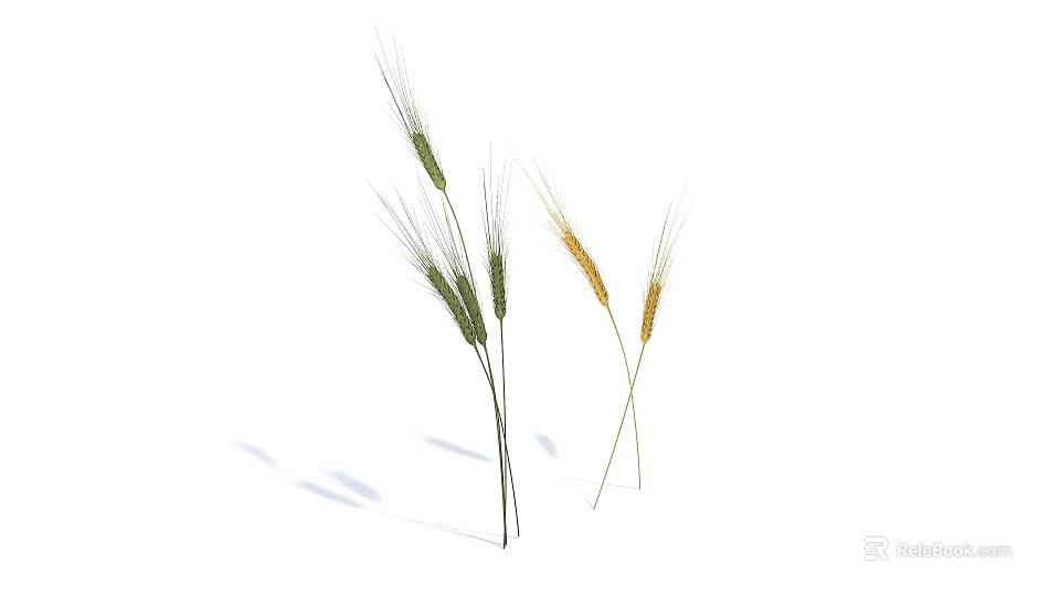 Green and Yellow Wheat Ears With Stems On White Background Showing Shadows 3d model 
