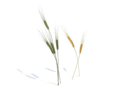 Green and Yellow Wheat Ears With Stems On White Background Showing Shadows 3d model