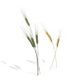 Green and Yellow Wheat Ears With Stems On White Background Showing Shadows