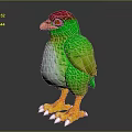 Colorful Bird with Red Head Green Body White Belly Orange Feet and White Claws