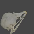 Close Up View Of Bird Skull Skeleton With Anatomical Features On Dark Background