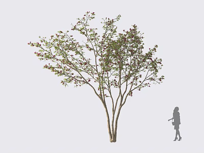 Tall Tree With Multiple Trunks Green Leaves And Pink Blossoms Near Person Silhouette 3d model