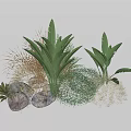 Lush Tropical Greenery With Large Leaf Plants Grass And Decorative Stones