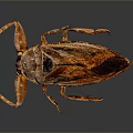 Brown Insect With Large Forelegs And Winged Body On Dark Background 3d model