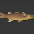 Orange Red Fish With Shiny Scales On Dark Background Showing Reflection 3d model