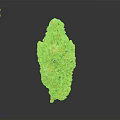 Cannabis Plant Flower Bud With Green Orange Yellow Colors Cone Shaped Form On Dark Background With Reflection