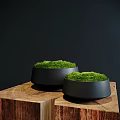 Lush Green Moss Covered Bonsai Potted Plants In Black Pots On Wooden Stump