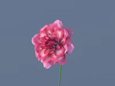 Lovely Pink Dahlia Flower With Ruffled Layered Petals On Blue Background 3d model