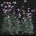 Echinacea Plant With White Flowers Purple Centers Green Leaves On Dark Background