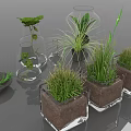 Green Leafy Plants And Grass In Transparent Glass Containers With Wooden Base