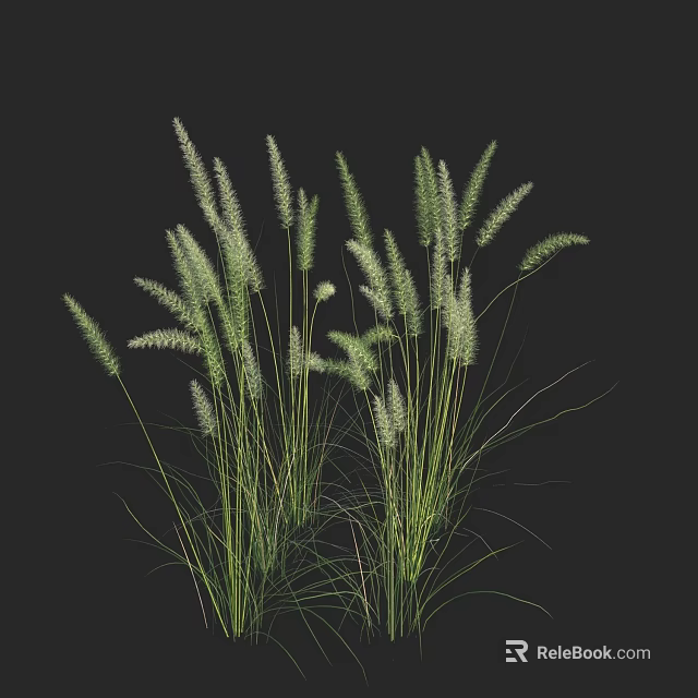 Elegant Tall Green Grasses With White Spikes Growing Against Black Background 3d model 