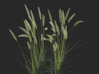 Elegant Tall Green Grasses With White Spikes Growing Against Black Background 3d model