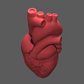Red Human Heart 3D Rendered Model Displaying Chest Organ Anatomical Details