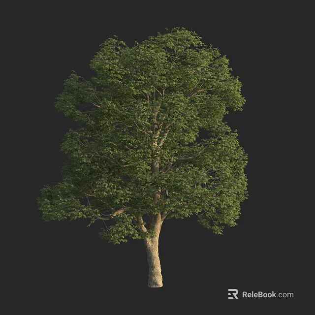 Isolated Green Tree With Brown Trunk And Lush Leaves On Black Background 3d model 