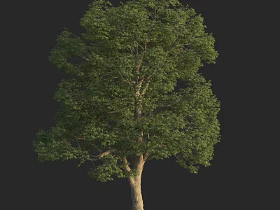 Isolated Green Tree With Brown Trunk And Lush Leaves On Black Background 3d model