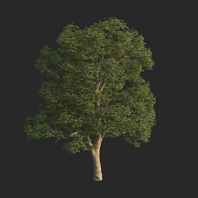 Isolated Green Tree With Brown Trunk And Lush Leaves On Black Background 3d model