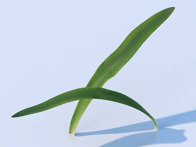 Fresh Green Grass Leaves Crossed On Light Blue Background With Soft Shadow 3d model