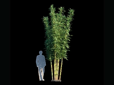 Tall Bamboo Plants With Lush Green Leaves And Human Figure For Scale 3d model