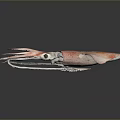 Red Whole Squid with Extended Tentacles and Smooth Mantle as Marine Aquatic Animal
