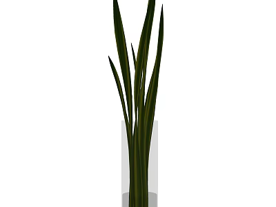 Transparent Glass Vase With Green Long Leaf Plants For Home Decoration 3d model