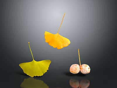 Ginkgo Plant Features Yellow Greenish Leaves And Pink Spotted Fruits Floating On Dark Background 3d model