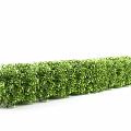 Lush Green Shrubs Enhance Garden Landscape With Dense Foliage And Vibrant Leaves