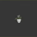 Four Different Plants in Various Colored and Shaped Pots on Grey Background with Reflection