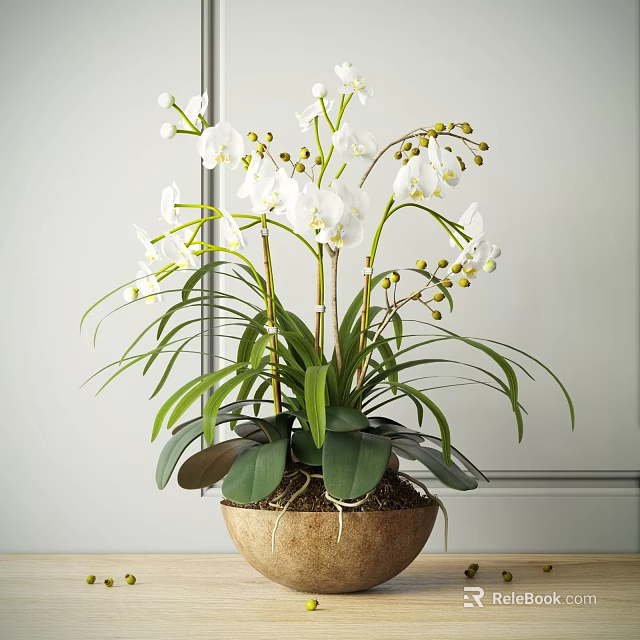 Beautiful White Orchid Bonsai Potted Plant with Green Leaves and Terracotta Pot 3d model 
