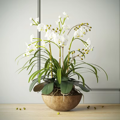 Beautiful White Orchid Bonsai Potted Plant with Green Leaves and Terracotta Pot 3d model