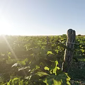Aerial View Of Sunlit Vineyard Landscape With Neatly Arranged Rows Of Green Vines