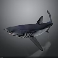 Blue and Purple Shark in Side View with Open Mouth and Fins on Gray Background