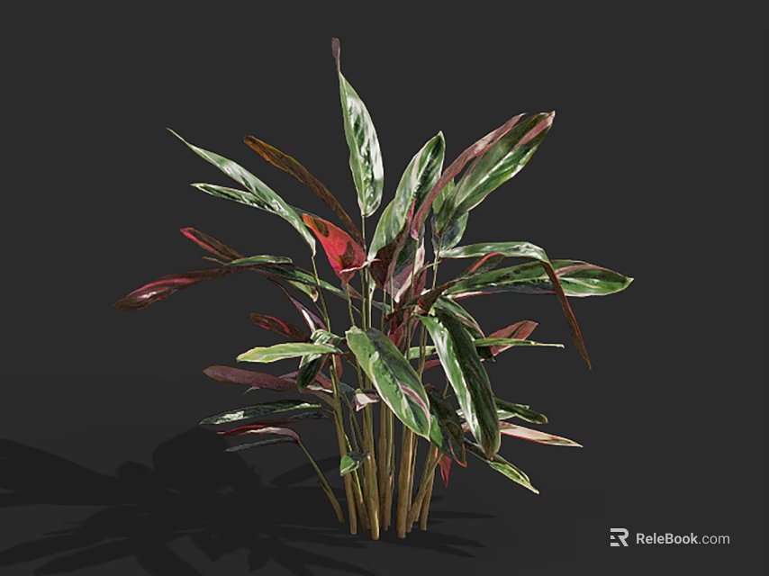 Colorful Indoor Plant With Green Red Purple Vibrant Foliage For Home Decoration 3d model 