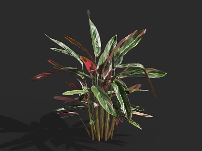 Colorful Indoor Plant With Green Red Purple Vibrant Foliage For Home Decoration 3d model