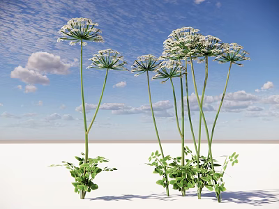 Tall Plants With White Umbrella Shaped Flowers Green Leaves Slender Stems Under Blue Sky Clouds 3d model