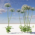Tall Plants With White Umbrella Shaped Flowers Green Leaves Slender Stems Under Blue Sky Clouds