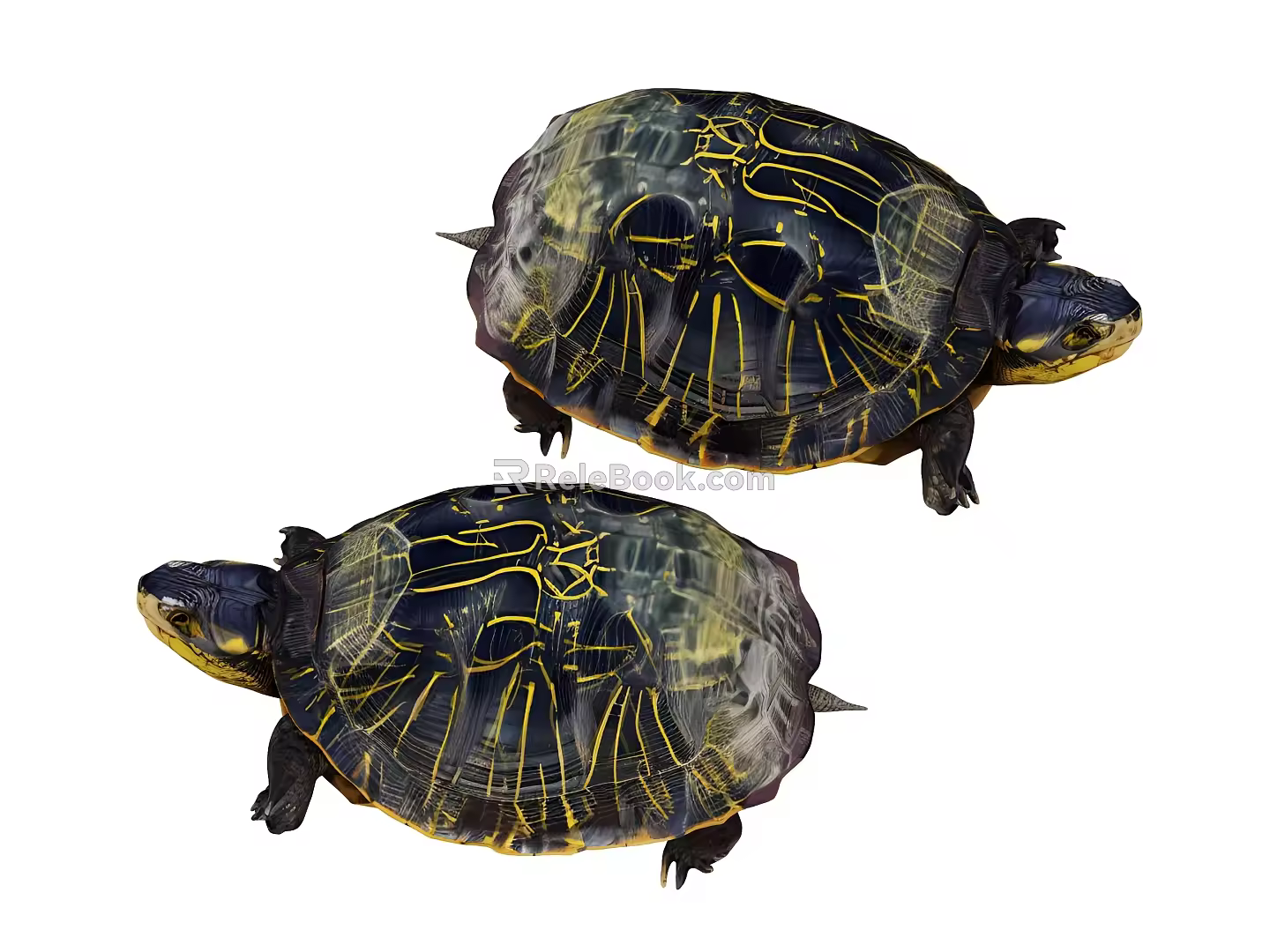 turtle soft-shelled turtle snapper turtle animal reptile 3d model