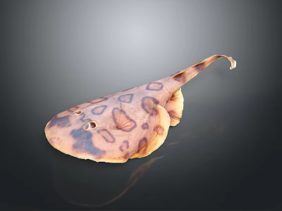 Spotted Aquatic Ray Fish With Flat Body And Long Tail In Marine Environment 3d model
