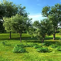 Natural Outdoor Plant Combination With Green Grass Trees And Low Shrubs