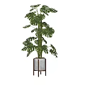 Modern Monstera Potted Plant With Large Leaves In Metallic Pot For Indoor Decor