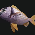 Vibrant Striped Fish With Purple Body Yellow Fins And Black Head On Black Background