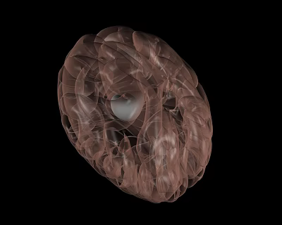 pituitary gland 3d model