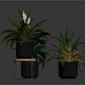 White Flowering Fern And Colorful Leaf Plants In Black Pots On Wooden Tray Stand