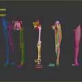 Anatomical View Of Human Leg With Nerves Blood Vessels Bone Muscles And Skin