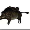 Brown Fur Wild Boar With Leather Saddle And Bridle For Riding