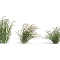 Modern Grass 3d model