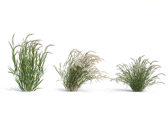 Modern Grass 3d model