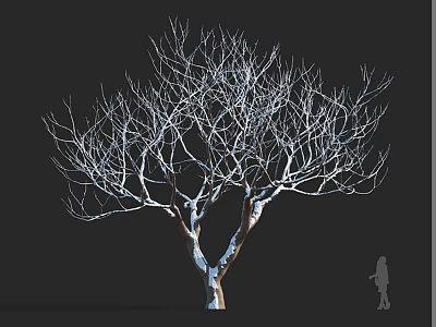 Leafless Arbor with Slender Branches and Brown Trunk against Black Background and Silhouette Figure 3d model